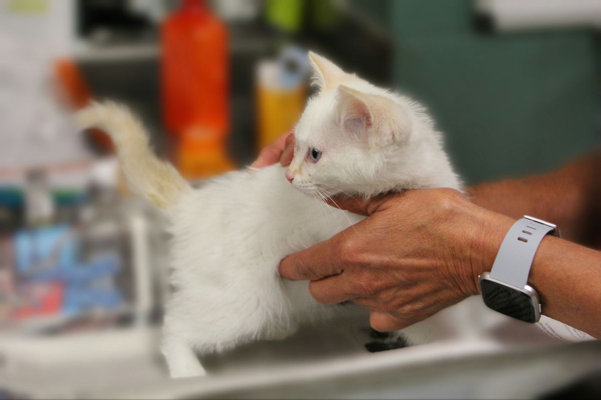 Veterinaria sujetando a un gatito blanco